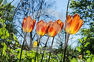 Backlit tulips in garden