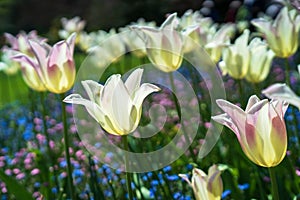Backlit Tulips in Spring Garden
