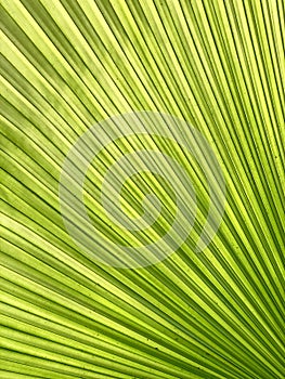 Backlit underside of fan palm leaf
