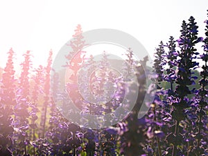 Backlit violet flower field