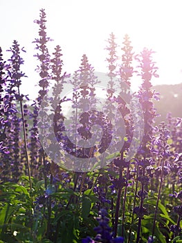 Backlit violet flower field