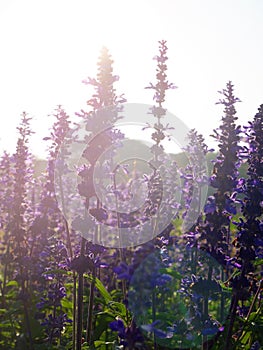 Backlit violet flower field