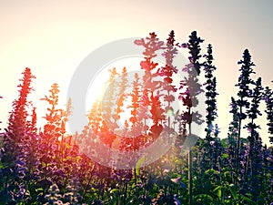 Backlit violet flower field