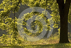 Backlit Walnut Tree photo