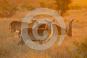 Backlit waterbuck antelopes - Kruger National Park photo