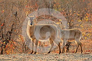 Backlit waterbuck antelopes, Kruger National Park, South Africa