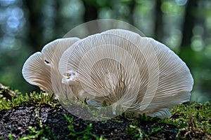 Backlit white Angel Wings mushroom duo on wood stump in green forest