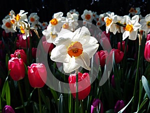 Backlit White Daffodils and Red Tulips