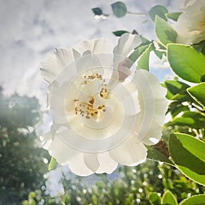 Backlit white rose flower, square photo. photo