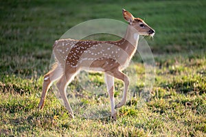 Backlit white-tailed deer fawn