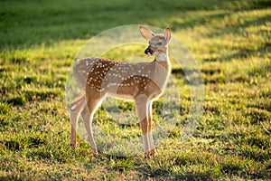 Backlit white-tailed deer fawn