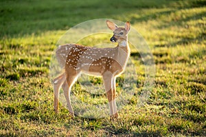Backlit white-tailed deer fawn