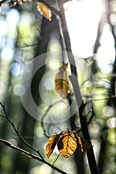 Backlit yellow leaf on the branch on autumn day