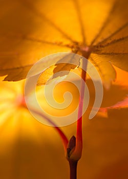 Backlit yellow maple leaves and leaf stems