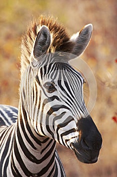 Backlit zebra portrait