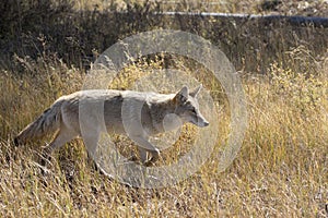 BACKLITE COYOTE IN MEADOW STOCK IMAGE