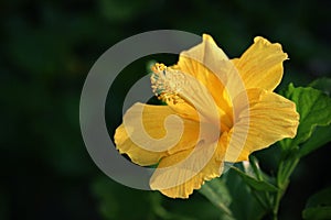 Backlite on yellow hibiscus flower