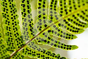 A backlited fern, showing a lot of spore capsures.