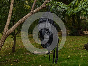 A backpack hangs on a tree branch in a park