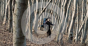 Backpacked Tourist Walking Among Forest Trees