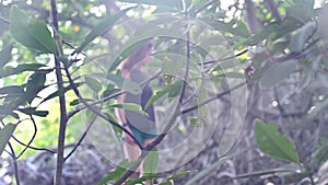 Backpacker girl ventures into the tropical jungle among mangroves