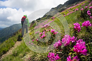 Backpacker hiking on a beautiful path with pink rhododendron flowers