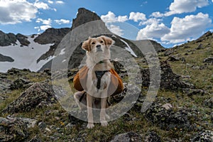 Backpacking Dog in Colorado