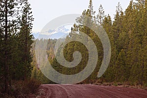 Backroad Forest and Distant Cascade Mountains View
