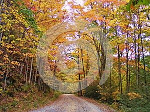 BACKROAD WITH TOWERING ORANGE FALL FOLIAGE TREES