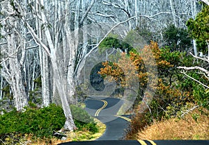 Backroad up Mauna Loa photo