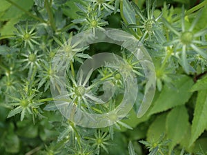 Backround with green eryngium plants