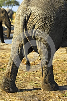 Backside of an African Elephant