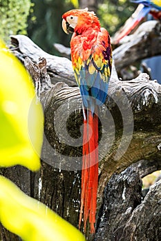 Backside of beautiful Scarlet Macaw Bird are perched on a timber