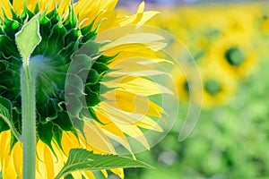 Backside of big sunflower in sunflower field at lop buri province, Thailand