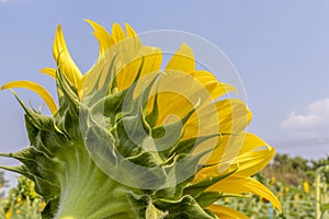 Backside of blooming beautiful sunflower in garden with the sky