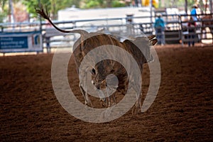 Backside Of A Bucking Bull At A Rodeo