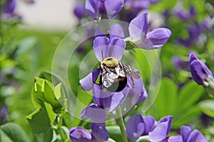 Backside of bumble bee bombus insect on purple flower