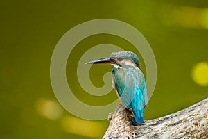 The backside of Common Kingfisher