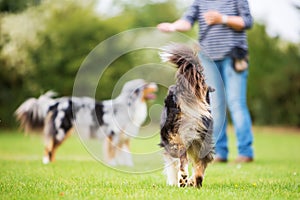 Backside of a dog that walks to a woman