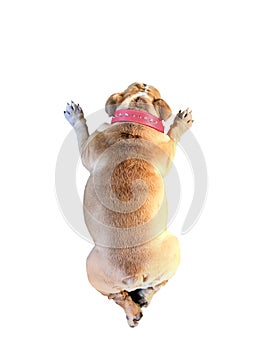 Backside of fat brown bulldog sleep isolated on white background