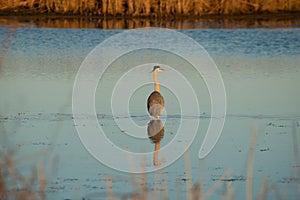 The Backside Of A Great Blue Heron As It Walks Away Into The Marsh.