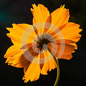 Backside of macro shot yellow flower on black background.