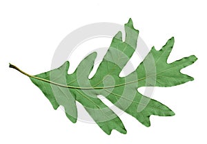 Backside of Oak Leaf