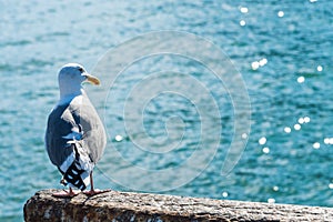 Backside of seagull and water glitter background