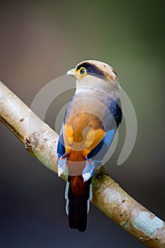 Backside of Silver-breasted Broadbill