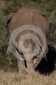Backside of single elephant in African bush