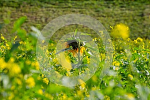 Backside of a single sunflower in a rapeseed field