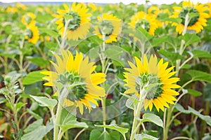 Backside of sunflower