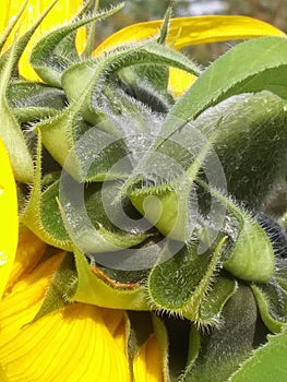 Backside of a sunflower