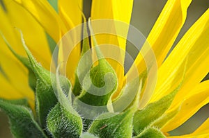 Backside of a sunflower